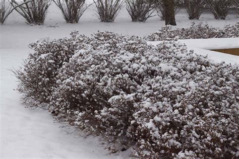 Snow-dusted spirea magic carpet: A sight to behold